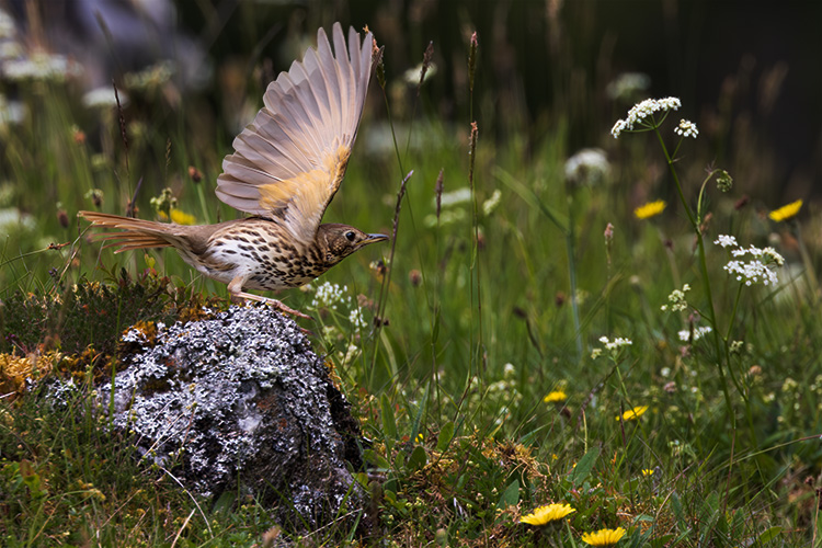 Song thrush Turdus philomelos